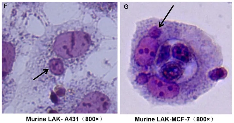 From Damage to Recovery: A Cellular Timeline of the Inflammatory Response