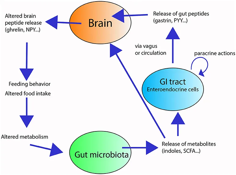 The Second Brain Speaks: How Gut Bacteria Shape Your Emotions, Appetite, and Mental Well-Being