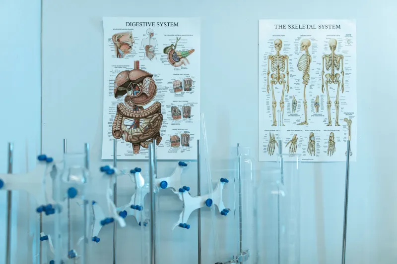 The Silent Circulatory System: What Your Lymphatic Network Actually Does and Why Science Is Only Beginning to Appreciate It