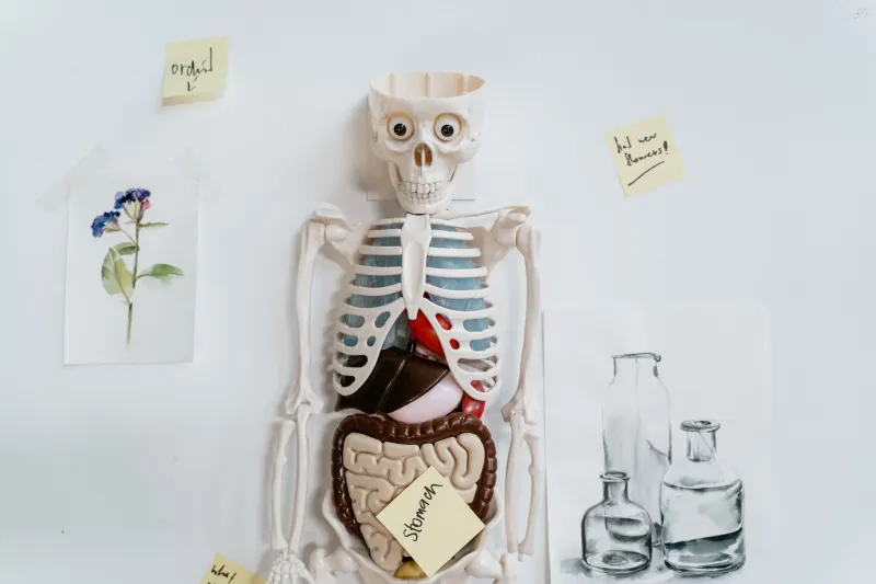 180 Liters a Day: The Quiet Chemistry Set Working Behind Your Belly Button