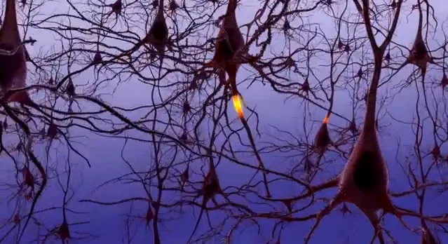Your Brain on Autopilot: The Real Neuroscience of How Habits Are Built — and Why It Takes Longer Than You Think