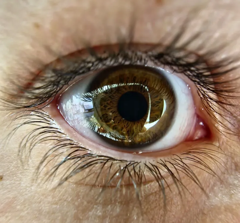 Windows to the Nervous System: What Pupil Behavior Reveals About Stress, Cognition, and Emotional Processing