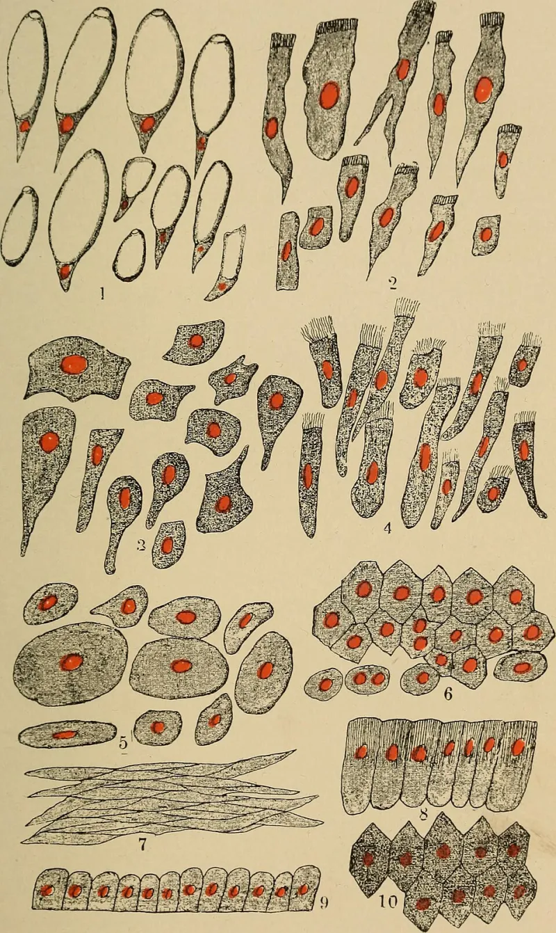 Red Faces and Rapid Pulses: The Organ-by-Organ Physiology of Alcohol Metabolism